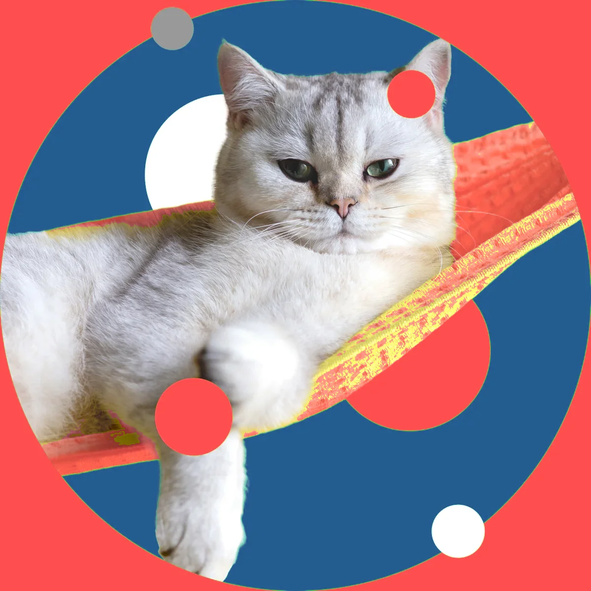 Kedi Dostu Klinik